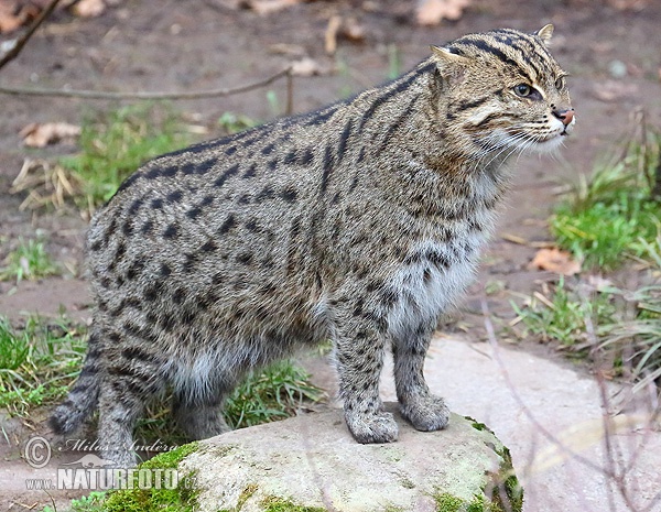 Gato pescador