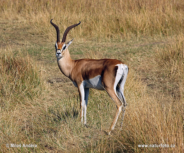 Gazella granti