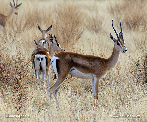 Gazelle de Grant