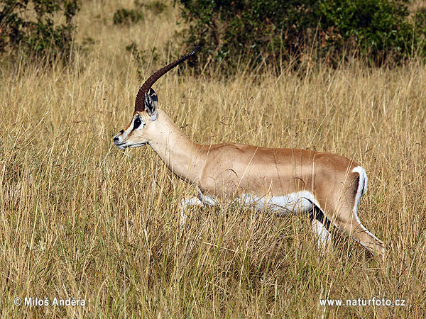 Gazelle de Grant