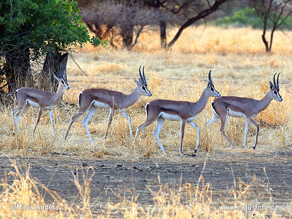 Gazelle de Grant