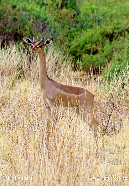 Gazelle de Waller