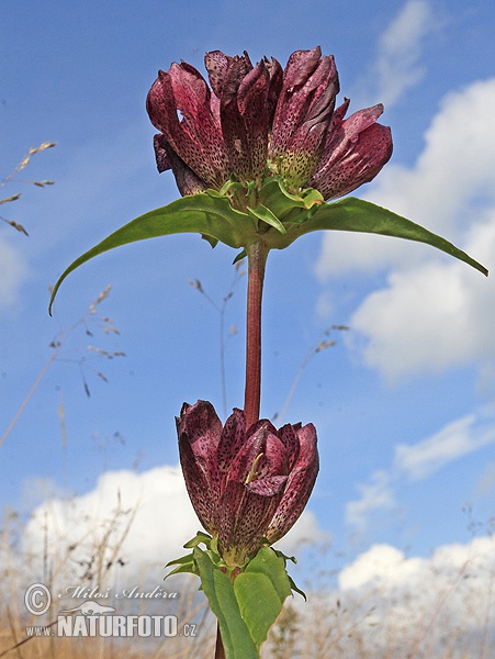 Gentiana pannonica