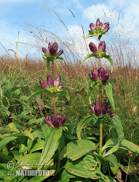 Gentiana pannonica