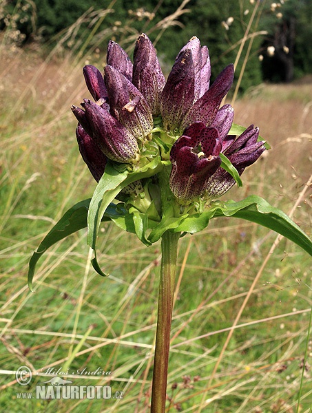 Gentiana pannonica