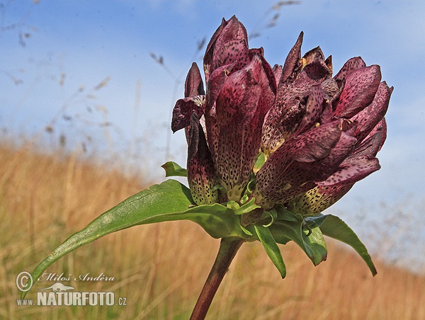 Gentiana pannonica