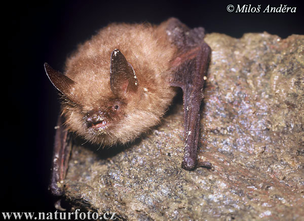 Geoffroy's Bat (Myotis emarginatus)