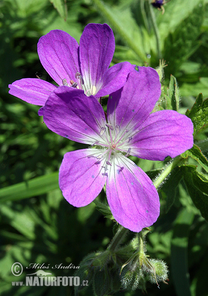 Geranium sylvaticum