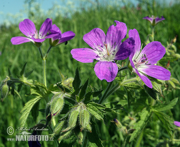 Geranium sylvaticum