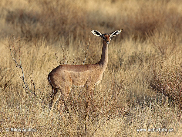 Gerenuk, gazzella giraffa