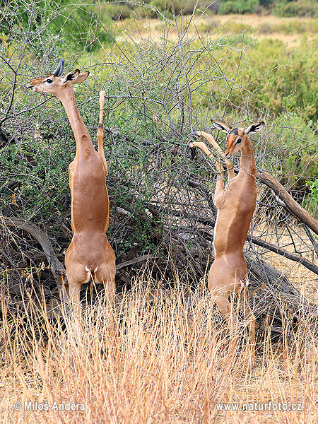 Gerenuk, Waller's gazelle (Litocranius walleri)