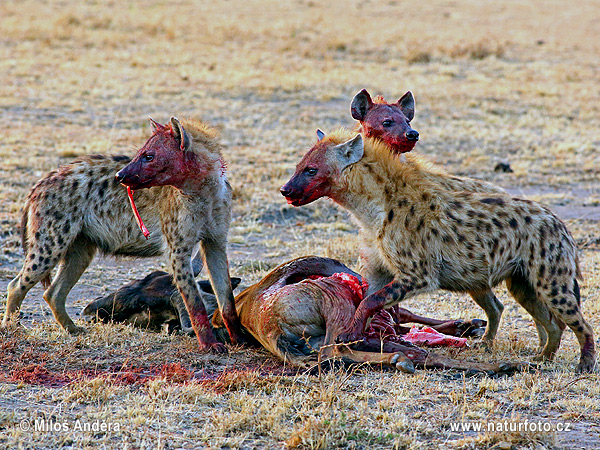 Gevlekte hyena