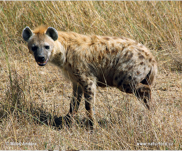 Gevlekte hyena