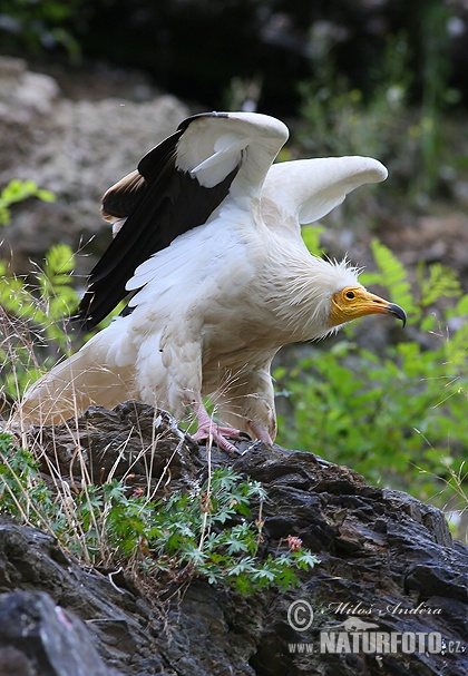 giptiese aasvoël