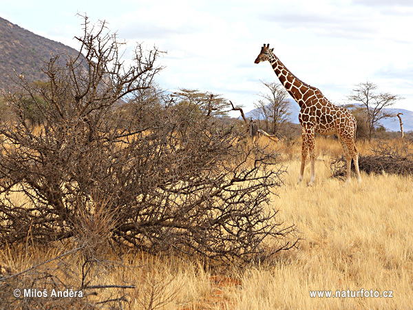 Giraffa camelopardalis reticulata