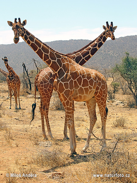 Giraffa camelopardalis reticulata