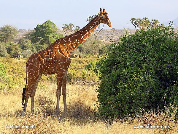 Giraffa reticolata