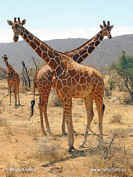 Giraffa reticolata