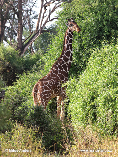 giraffa somala, giraffa reticolata