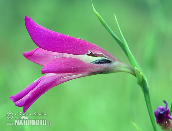 Gladiolus italicus