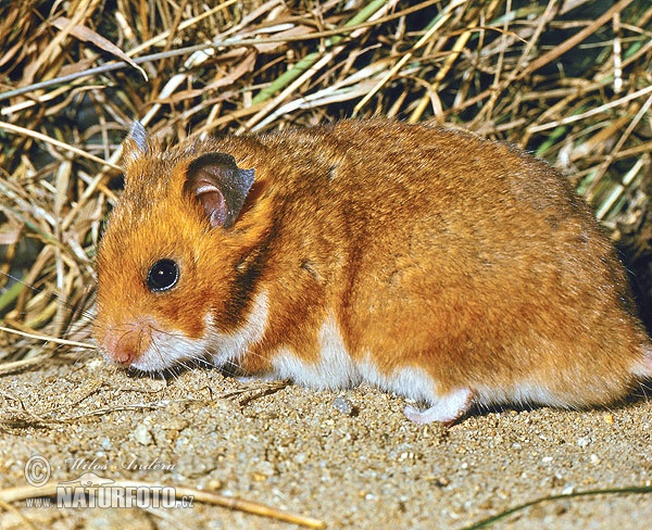 Golden hamster, Syrian hamster (Mesocricetus auratus)