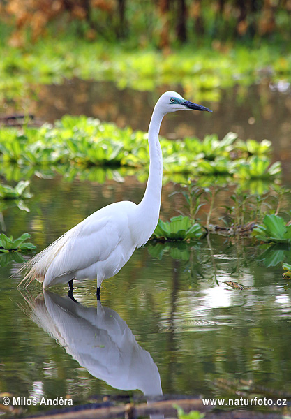 Grande Aigrette