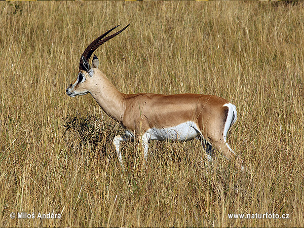 Grant's gazelle (Gazella granti)