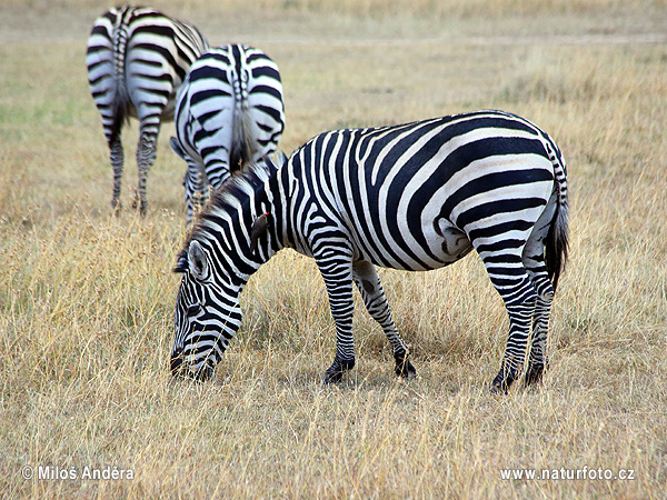 Grant's zebra, Plains Zebra (Equus quagga boehmi)
