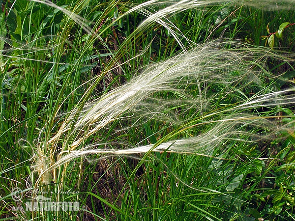 Great feather grass (Stipa pennata)