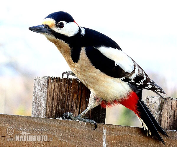 Great spotted woodpecker (Dendrocopus major)