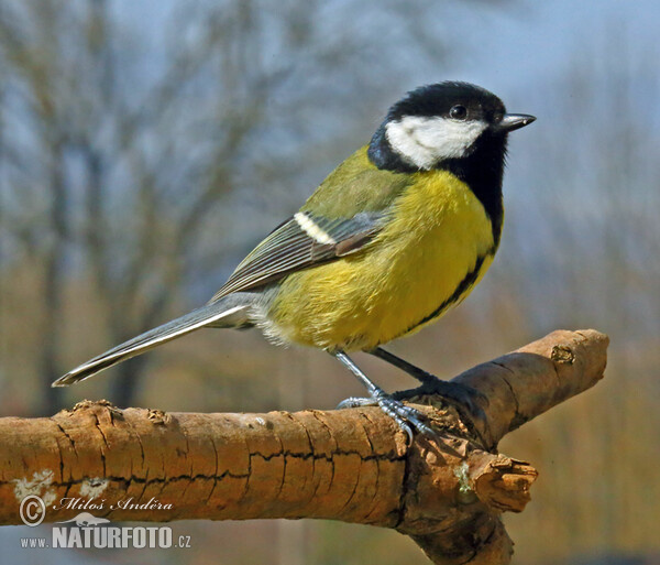 Great Tit (Parus major)