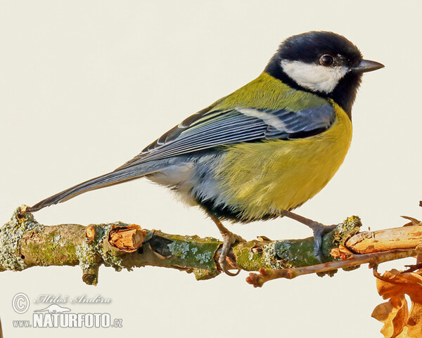 Great Tit (Parus major)