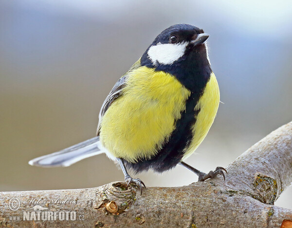 Great Tit (Parus major)