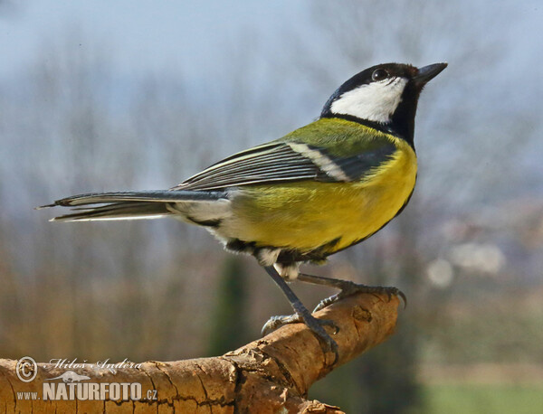 Great Tit (Parus major)