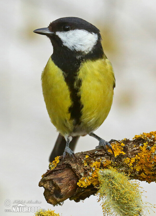 Great Tit (Parus major)