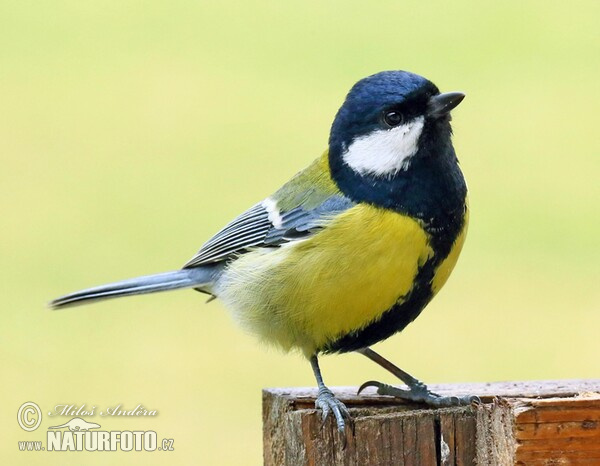 Great Tit (Parus major)