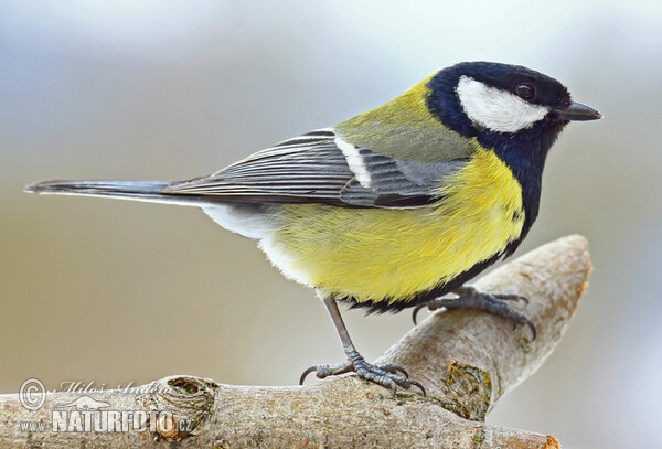 Great Tit (Parus major)