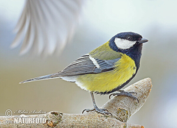 Great Tit (Parus major)