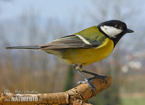 Great Tit (Parus major)