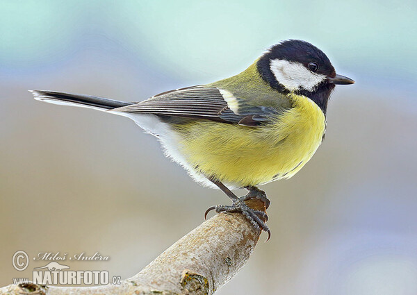 Great Tit (Parus major)