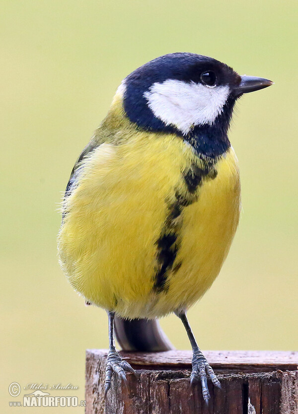 Great Tit (Parus major)