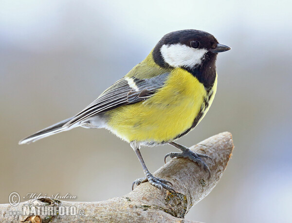 Great Tit (Parus major)