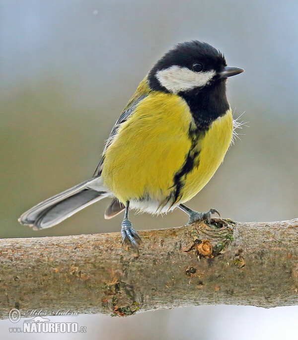 Great Tit (Parus major)