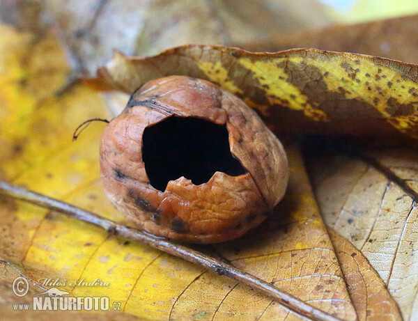 Great Tit - damages fruit (nut) of walnut (Parus major)