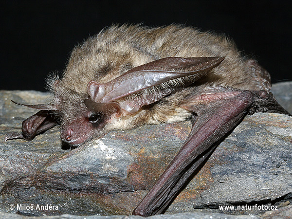 Greish long-eared Bat (Plecotus austriacus)