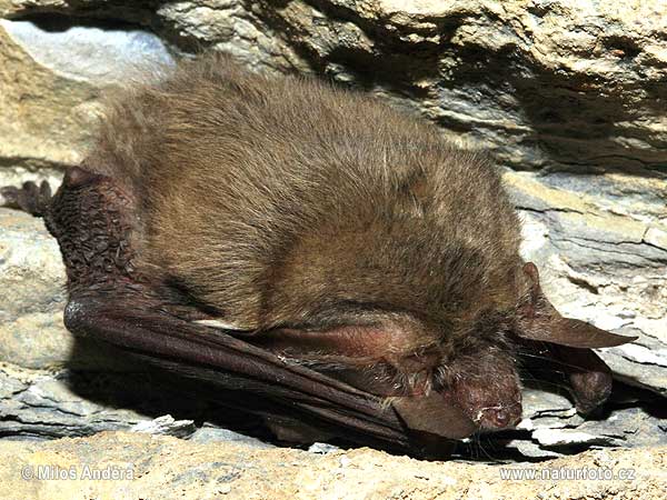 Greish long-eared Bat (Plecotus austriacus)