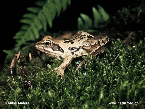 Grenouille des champs