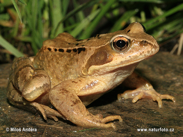 Grenouille rousse