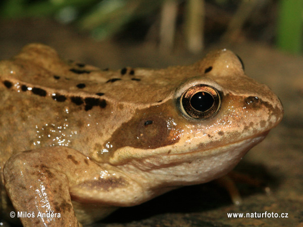 Grenouille rousse