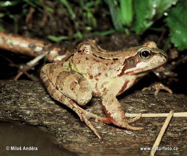 Grenouille rousse